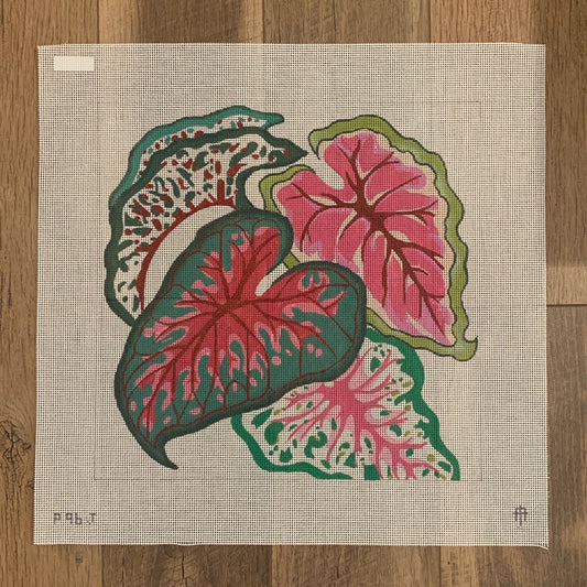 Caladium