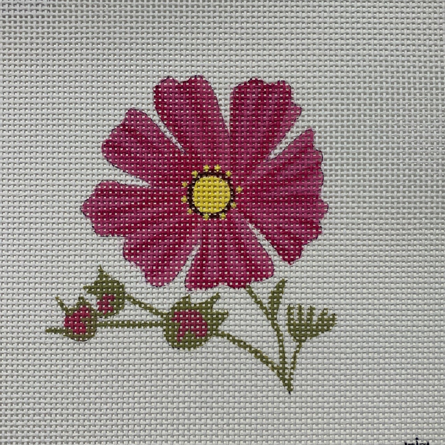 Pink Cosmos Mini